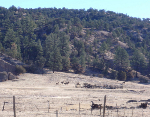 Elk Herd at the south end of Wall Canyon.
